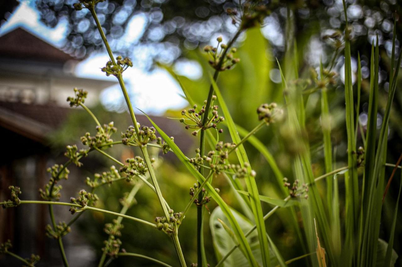 Angsoka Bungalow อูบุด ภายนอก รูปภาพ