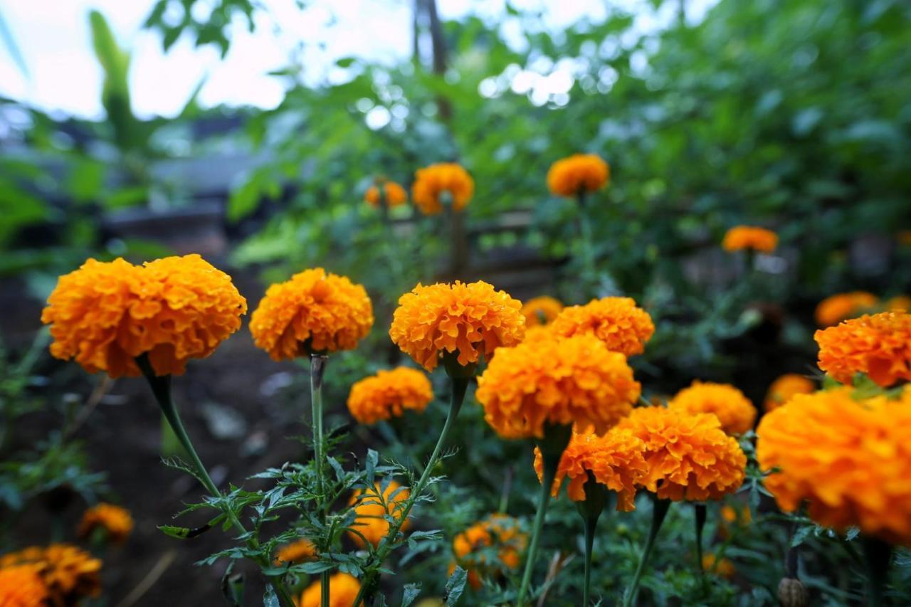 Angsoka Bungalow อูบุด ภายนอก รูปภาพ